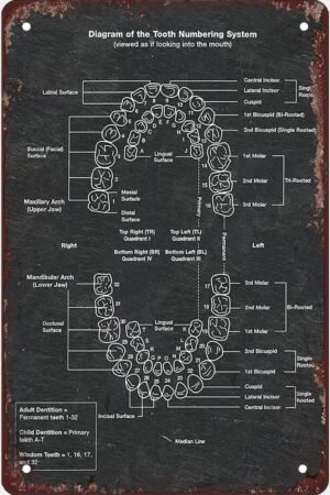 Creative Aluminum Tin Sign Diagram Of The Tooth Numbering System Style Artwork Infographic Analysis For Club Home Office Hospital Departments Guide Reference Chart