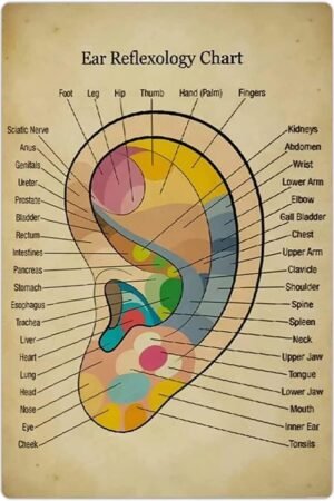 Ear Reflexology Chart Metal Signs Wall Decor Massage Therapist Guide Posters Hospital Clinic Education Wall Decor Home Room 8x12 Inches