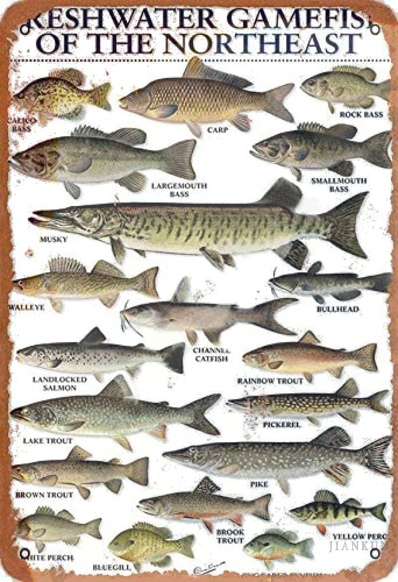 Freshwater Gamefish Tin Sign 12 x 8 Inches Retro Metal Aluminum Wall Decor